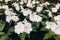 Madagascar Jasmine Stephanotis floribunda in greenhouse