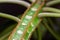 Madagascar jewel poisonous milk drops - Euphorbia leuconeura dangerous plant