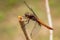 Madagascar Jungle Skimmer - Thermorthemis madagascariensis