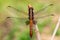 Madagascar Jungle Skimmer - Thermorthemis madagascariensis