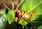 Madagascar King Cricket Anostostomatidae sitting resting, Madagascar