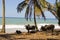 Madagascar landscape with oxen