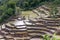 Madagascar landscape - rice fields