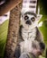 Madagascar lemur, bright orange eyes, intense serious stare, green foliage jungle behind seated animal