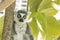 Madagascar lemur, bright orange eyes, intense serious stare, looking directly at camera