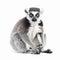 Madagascar lemur Lemur catta close-up isolated on white,