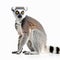 Madagascar lemur Lemur catta close-up isolated on white,