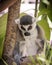 Madagascar lemur, looks hungover, green foliage jungle behind seated animal