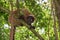 Madagascar lemur monkey portrait on a tree