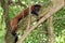 Madagascar lemur monkey portrait on a tree