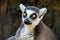 Madagascar lemur with yellow eyes close up