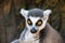 Madagascar lemur with yellow eyes close up