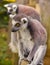 Madagascar lemurs