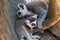 Madagascar lemurs, mother with baby close up