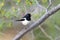 Madagascar magpie robin, ifaty