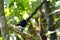 Madagascar magpie robin, madagascar