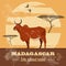 Madagascar. National symbol zebu. Retro styled image.