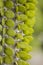 Madagascar ocotillo 1