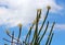 Madagascar Ocotillo, Alluaudia procera, Cactus