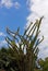 Madagascar Ocotillo, Alluaudia procera, Cactus