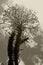 Madagascar Ocotillo flowers in black and white