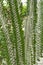 Madagascar Ocotillo plant with small green leaves