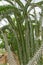 Madagascar Ocotillo plant with small green leaves