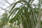 Madagascar Ocotillo plant with small green leaves