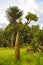 Madagascar palm in a botanical garden in Zimbabwe