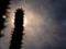 Madagascar palm the Spiky desert plant in the hard sunlight