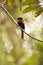 Madagascar Paradise-flycatcher, Terpsiphone mutata in nature, Madagascar