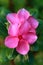 Madagascar periwinkle