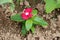 Madagascar periwinkle or Catharanthus roseus bright red flower planted in local garden