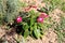 Madagascar periwinkle or Catharanthus roseus plant with multiple dark red flowers and white center surrounded with other garden