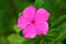 Madagascar periwinkle or Catharanthus roseus single pink flower sprinkled with water drops from morning dew on light green leaves