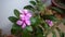 Madagascar Periwinkle Flower, Catharanthus roseus, commonly known as bright eyes,is a species of flowering plant in the family