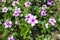 Madagascar periwinkle flowers