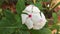 Madagascar periwinkle flowers