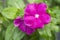 Madagascar periwinkle flowers