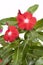 Madagascar periwinkle flowers