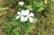 Madagascar periwinkle or old maid flower catharanthus roseus