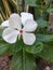 Madagascar periwinkle, rose periwinkle, or rosy periwinkle