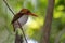 Madagascar Pigmy Kingfisher - Corythomis madagascariensis - Madagascar