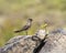 Madagascar Pratincole, Glareola ocularis