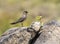 Madagascar Pratincole, Glareola ocularis