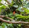 Madagascar Red Fody, Cardinal bird in a zoo