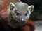 Madagascar ring-tailed mongoose (Galidia elegans)