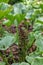 Madagascar River Pumpkin Gunnera perpensa, flowering plant