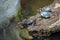 Madagascar river turtle close up