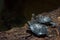 Madagascar river turtle close up